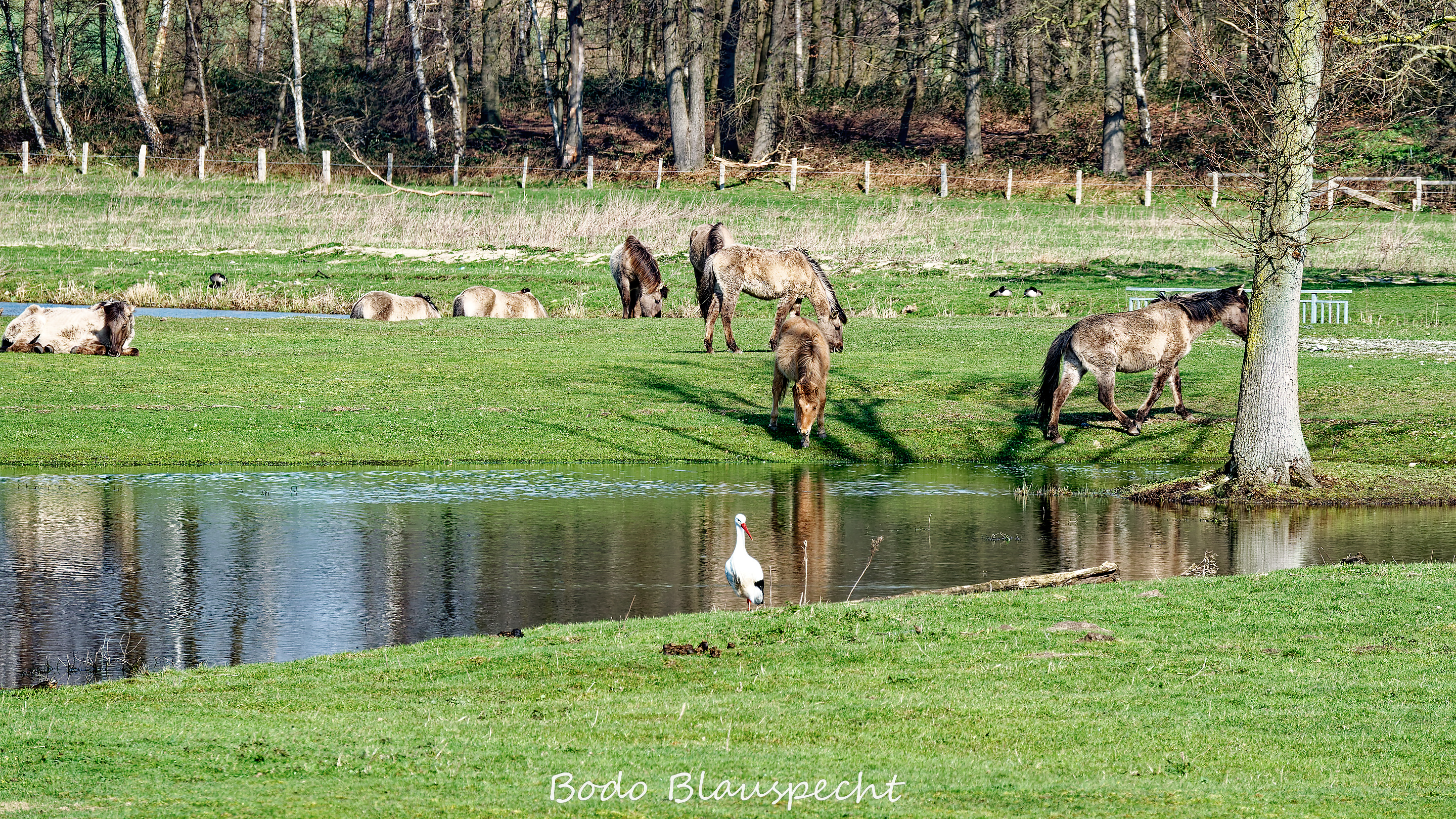 Konik   Samson  Steveraue 2020.03.14 11.10 01 WEB